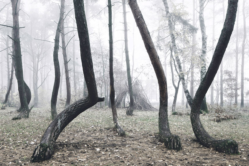 crooked forest in poland by Kilian Schoenberger (3)