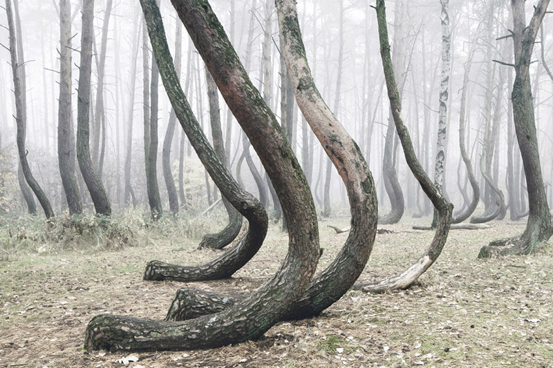 crooked forest in poland by Kilian Schoenberger (6)