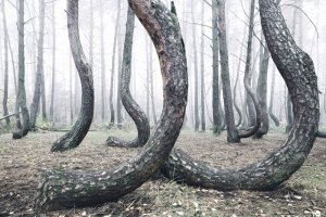 crooked forest in poland by kilian schoenberger 7 crooked forest in poland by Kilian Schoenberger (7)