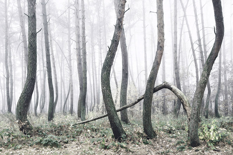 crooked forest in poland by Kilian Schoenberger (8)