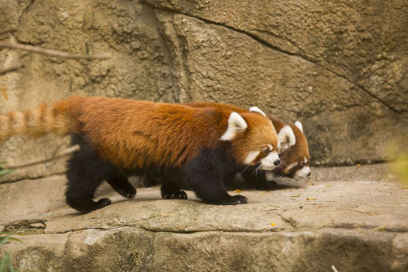 cutest cubs in chicago red pandas at lincoln park zoo (10)