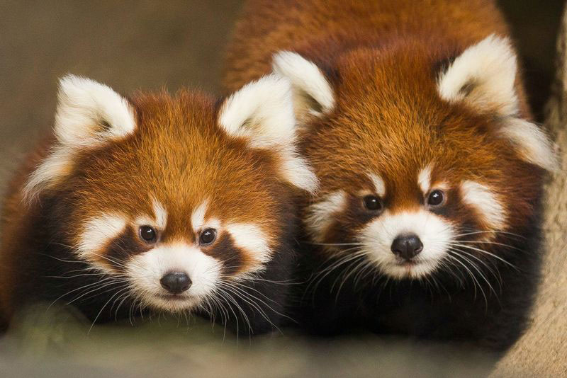 Meet the Cutest Cubs in Chicago (10 Photos)