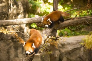 cutest cubs in chicago red pandas at lincoln park zoo 4 cutest cubs in chicago red pandas at lincoln park zoo (4)