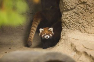 cutest cubs in chicago red pandas at lincoln park zoo 5 cutest cubs in chicago red pandas at lincoln park zoo (5)