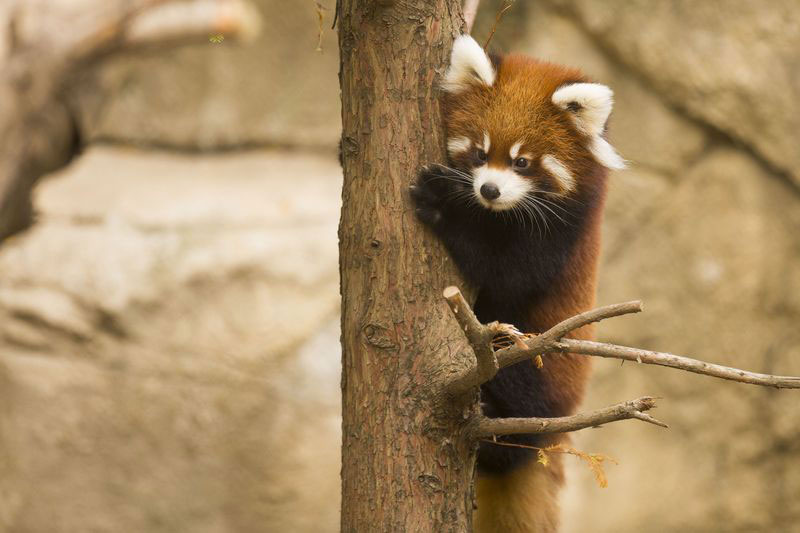cutest cubs in chicago red pandas at lincoln park zoo (6)