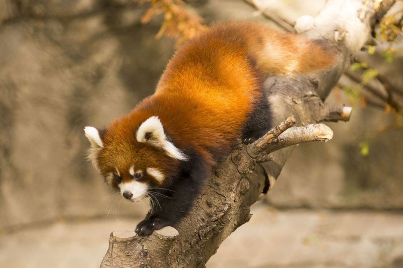 cutest cubs in chicago red pandas at lincoln park zoo (7)