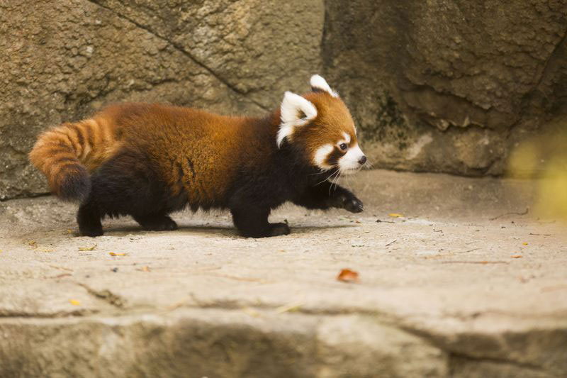 cutest cubs in chicago red pandas at lincoln park zoo (8)