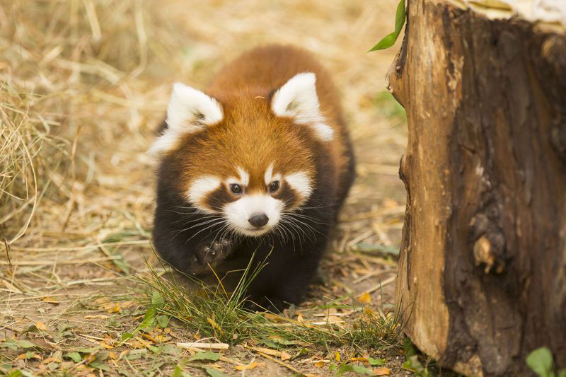 cutest cubs in chicago red pandas at lincoln park zoo (9)
