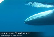 The First Ever Footage of an Omura’s Whale in the Wild