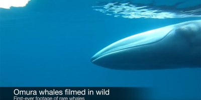 The First Ever Footage of an Omura's Whale in the Wild