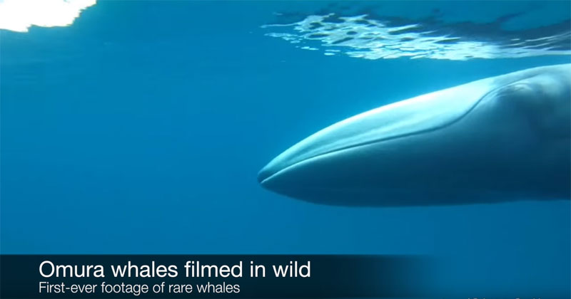 The First Ever Footage of an Omura's Whale in the Wild