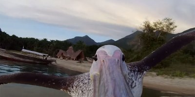 Rescued Pelican Learns to Fish With Help from his Human Friends