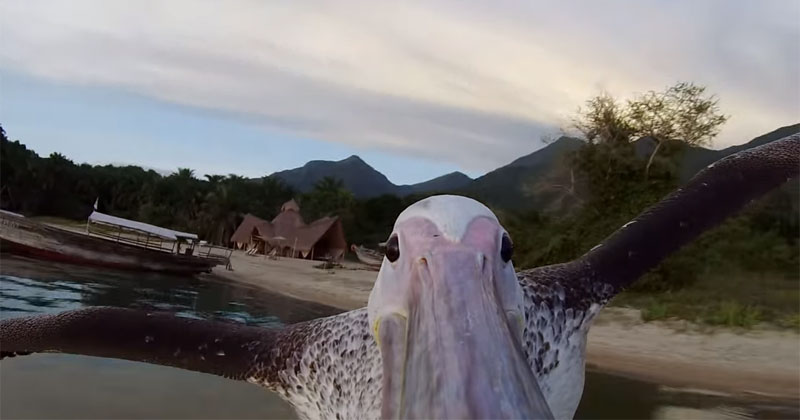 Rescued Pelican Learns to Fish With Help from his Human Friends