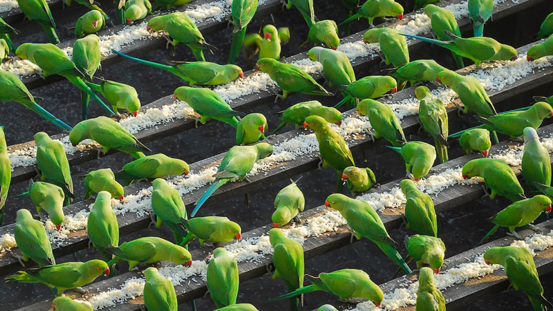 India's 'Birdman' Spends 40% of His Income to Feed 4,000 Parakeets Daily