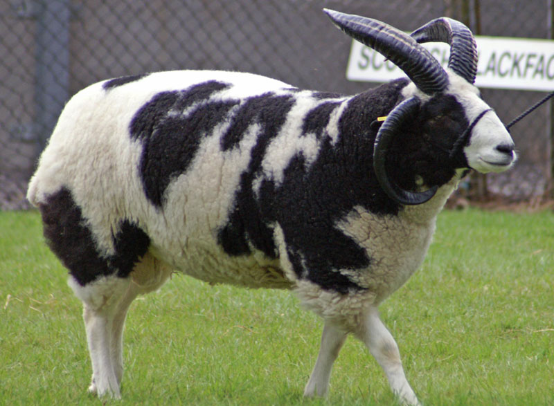 Picture of the Day: This Sheep Looks Like a Cow » TwistedSifter