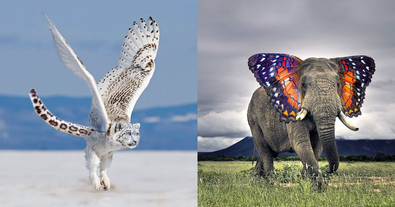 I'm Just Going to Leave these Photoshopped Animal Hybrids Here (17 Photos)