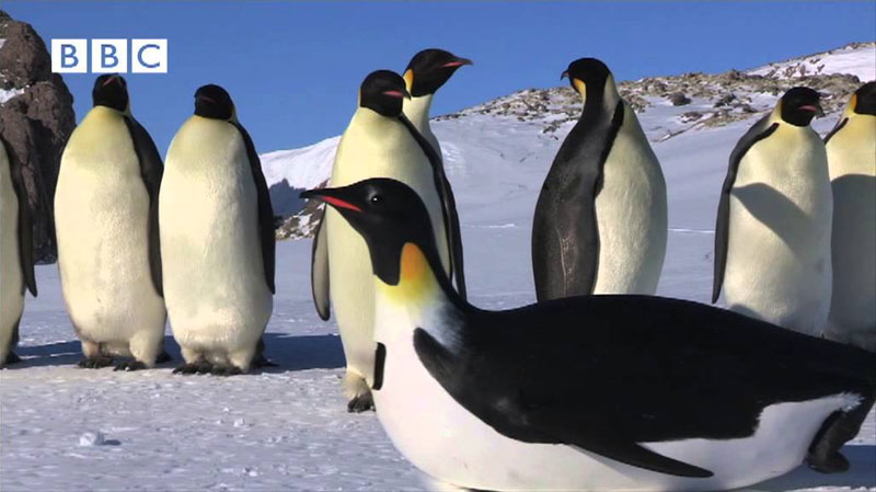 Robot Penguin-cam Meets Real Emperor Penguins for the First Time