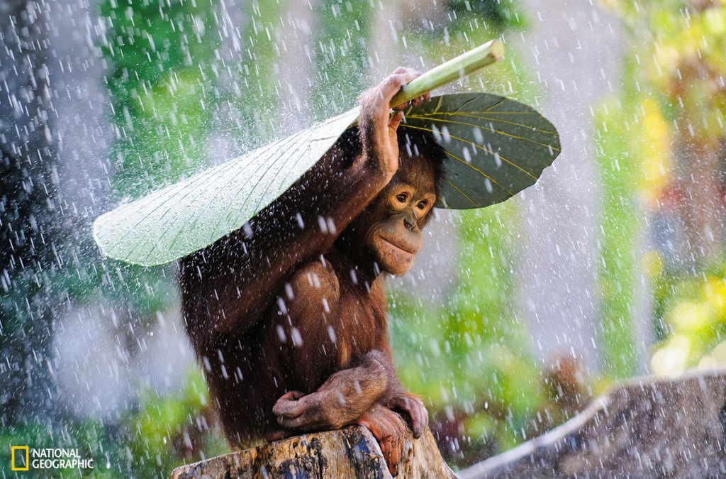 The Winners from the 2015 National Geographic Photo Contest (13 Photos)