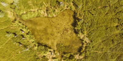 Drone Captures Alaskan Sockeye Salmon Run from Above