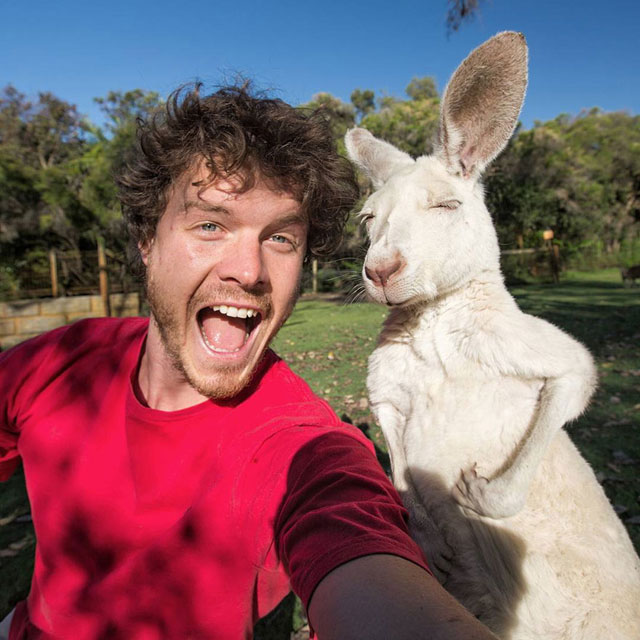 allan dixon animal selfies (4)