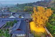 Ancient Ginkgo Rains Gold at a Buddhist Temple in China