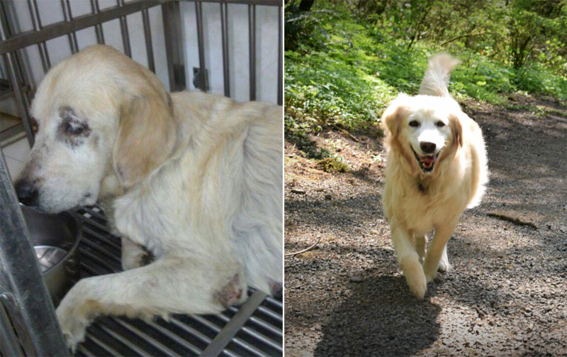 before and after photos of adopted dogs (5)