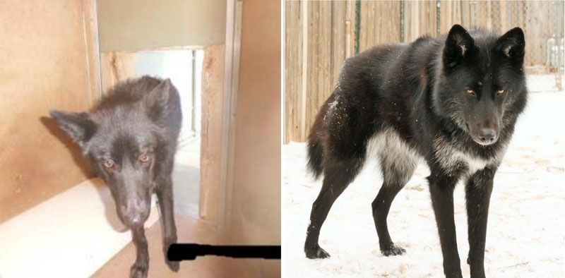 before and after photos of adopted dogs (8)