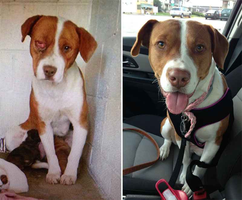 before and after photos of adopted dogs (9)