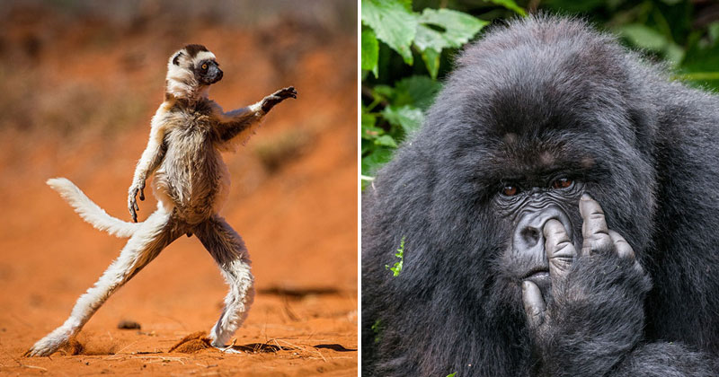 And the Winners of the 2015 Comedy Wildlife Photography Awards Are... (13 Photos)