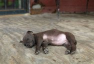 Picture of the Day: Puppy Nap