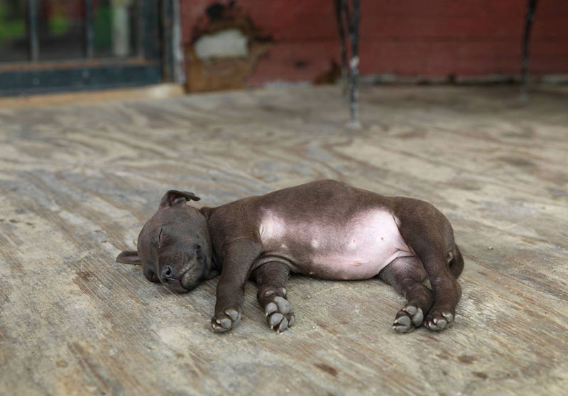 Picture of the Day: Puppy Nap