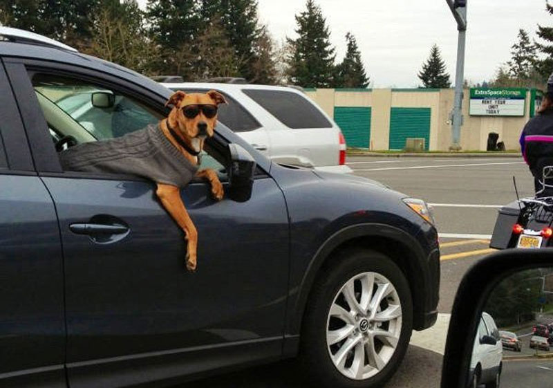 The Shirk Report – Volume 348