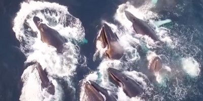 Drone Captures Humpback Feeding Frenzy in Norway