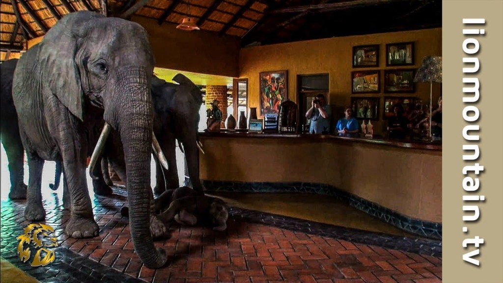 Every Spring a Herd of Elephants Walks Through this Hotel's Lobby