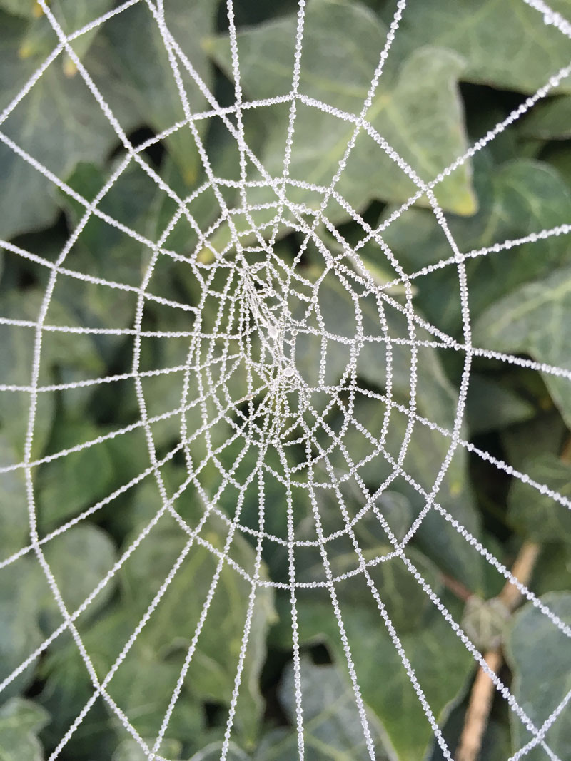 frosted spider web by deanna hoyt Picture of the Day: Frosted Spider Web