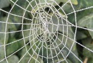 Picture of the Day: Frosted Spider Web