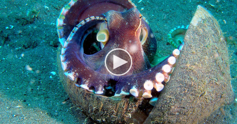 Incredible  Footage Reveals How the Coconut Octopus Got Its Name