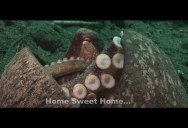 Incredible  Footage Reveals How the Coconut Octopus Got Its Name