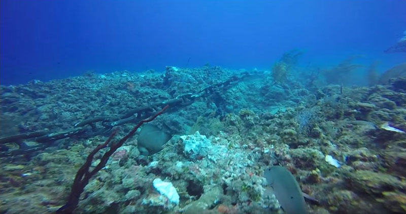 scuba divers capture shocking reef damage casued by anchored cruise ship