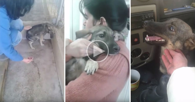 Abused Dog Stroked for the First Time Makes Amazing Gradual Recovery