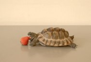 Alan Rickman’s Final Role Was the Voiceover of this Tortoise Eating a Strawberry