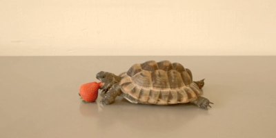 Alan Rickman's Final Role Was the Voiceover of this Tortoise Eating a Strawberry