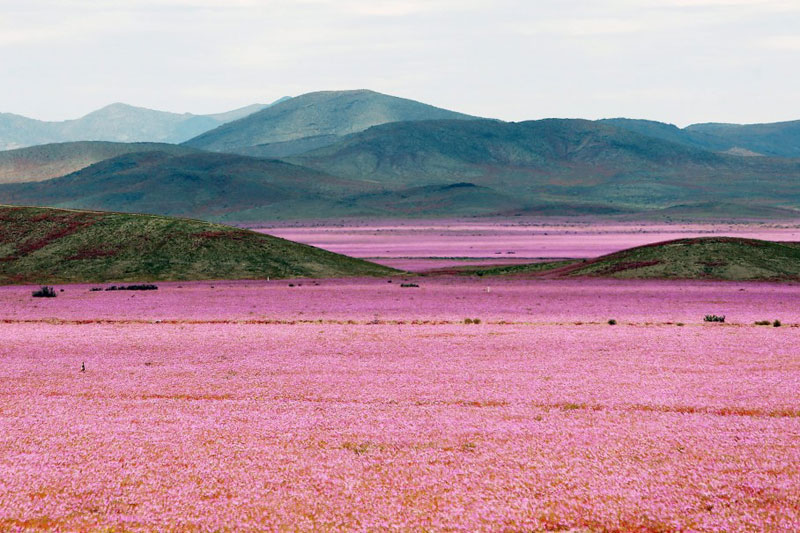 atacama desert covered in pink flowers Picture of the Day: The Driest Place on Earth in Full Bloom