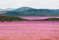 Picture of the Day: The Driest Place on Earth in Full Bloom