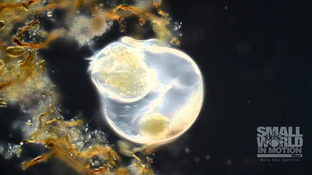 Award-Winning Video Captures Single Celled Organism Attacking Its Prey