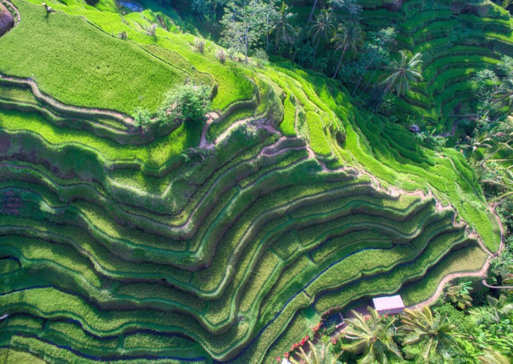 Picture of the Day: Bali Rice Fields from Above