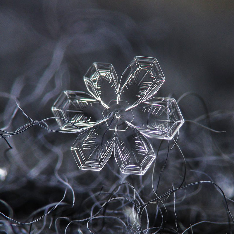 Close-Ups of Individual Snowflakes from this Winter by chaoticmind75 (6)