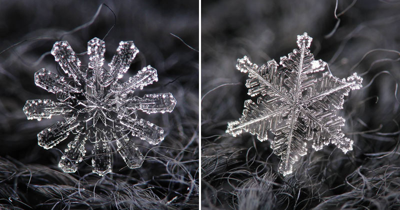 6 Amazing Close-Ups of Individual Snowflakes from this Winter