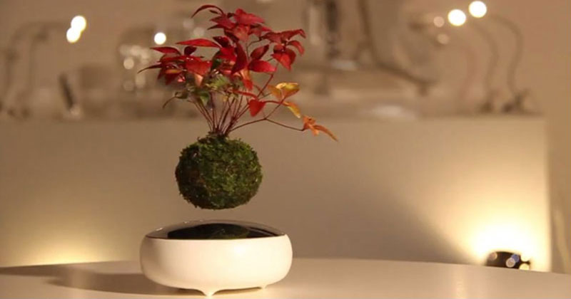 There's a Kickstarter for Floating Bonsai and it Looks Awesome