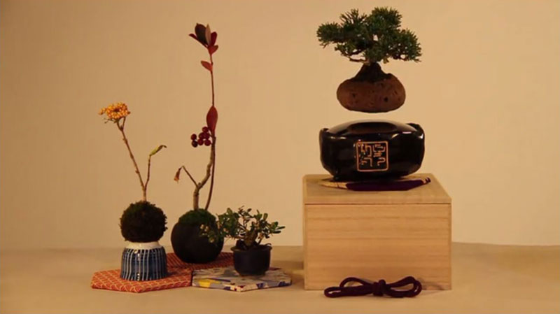 floating air bonsai by hoshinchu on kickstarter (8)